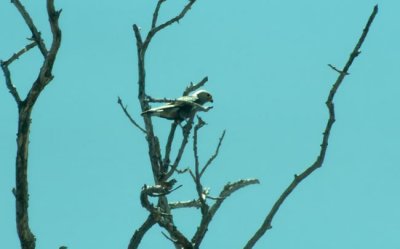 Dickinson's Kestrel  (Falco dickinsoni)