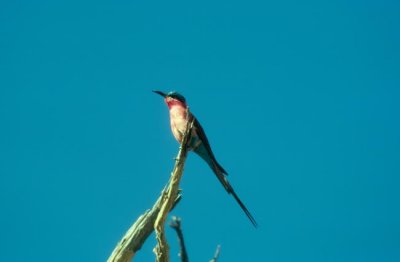 Southern Carmine Bee-eater  (Merops nubicoides)