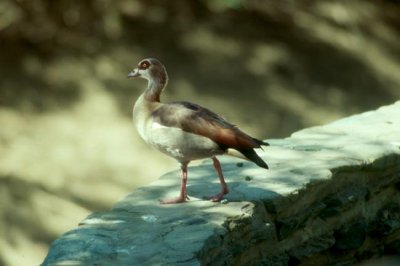 Egyptian Goose  (Alopochen aegyptiacus)