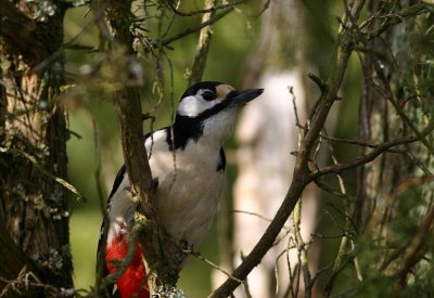 Great Spotted Woodpecker Större hackspett (Dendrocopos major)