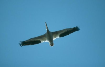 American White Pelican  (Pelecanus erythrorhynchos)