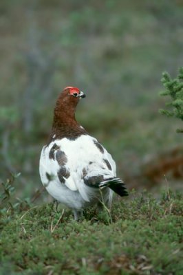 Willow Ptarmigan  (Lagopus lagopus)