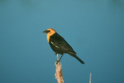 Yellow-headed Blackbird  (Xanthocephalus xanthocephalus)