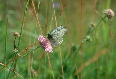 Black-veined White  Hagtornsfjril  (Aporia crataegi)