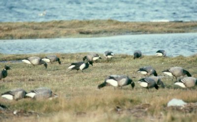 Brent Goose  Svartbukig prutgs  (Branta bernicla nigricans)