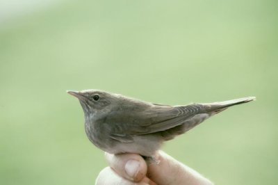 River Warbler  Flodsngare  (Locustella fluviatilis)