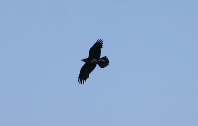 Common Raven  Korp  (Corvus corax)