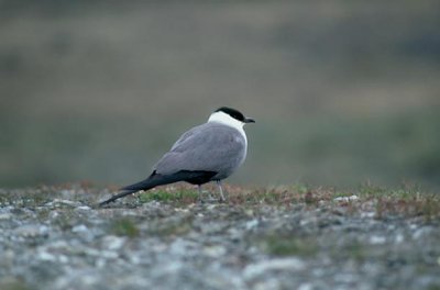 g3/55/750355/3/95334456.VG0R1p0o.jpg