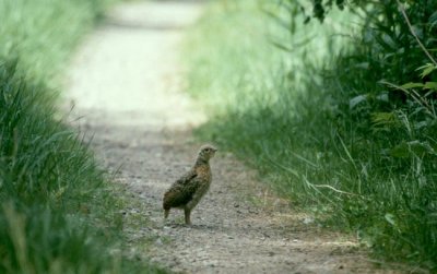 Western Capercaillie  Tjder  (Tetrao urogallus)