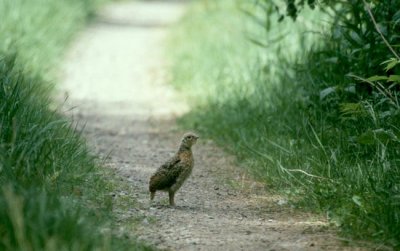 Western Capercaillie  Tjder  (Tetrao urogallus)