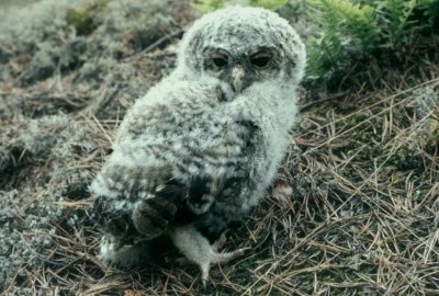 Tawny Owl Kattuggla (Strix aluco)
