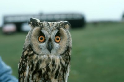 Long-eared Owl Hornuggla (Asio otus)