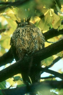 Long-eared Owl Hornuggla (Asio otus)