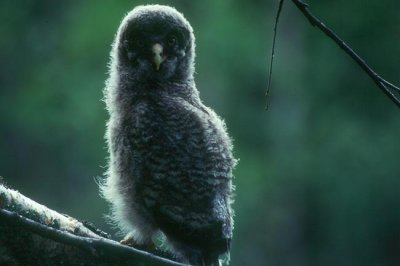 Great Grey Owl Lappuggla (Strix nebulosa)