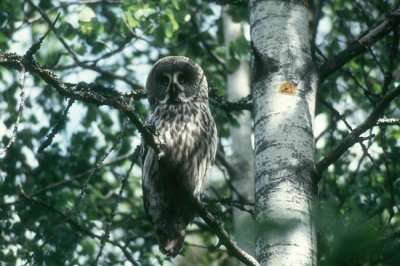 Great Grey Owl Lappuggla (Strix nebulosa)