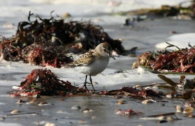 Little Stint  Smsnppa (Calidris minuta)