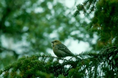Pine Grosbeak  Tallbit  (Pinicola enucleator)