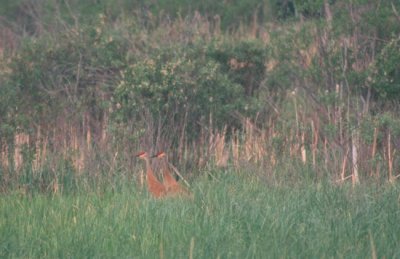 Sandhill Crane  (Grus canadensis)