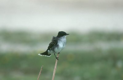 Eastern Kingbird  (Tyrannus tyrannus)