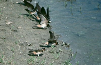 Cliff Swallow  (Petrochelidon pyrrhonota)