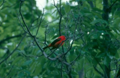 Scarlet Tanager  (Piranga olivacea)