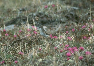 Least Sandpiper  (Calidris minutilla)