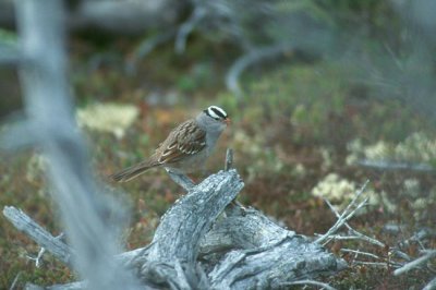 White-crowned Sparrow  (Zonotrichia leucophrys)