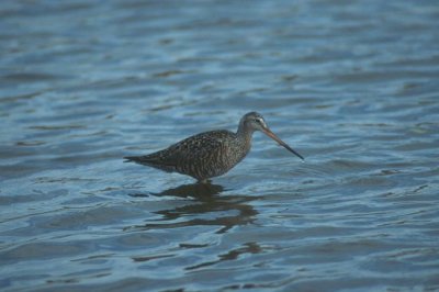 Hudsonian Godwit  (Limosa haemastica)