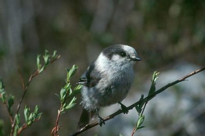 Gray Jay  (Perisoreus canadensis)
