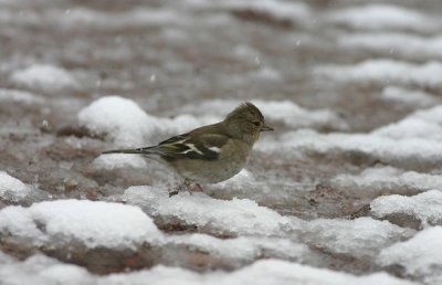 Common Chaffinch  Bofink  (Fringilla coelebs)