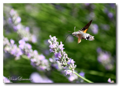 Lavandes Macroglossum Stellatarum_IMG_3858.jpg