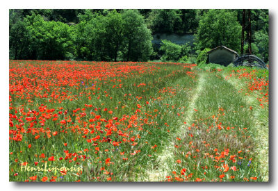 Coquelicots Chemin Maison