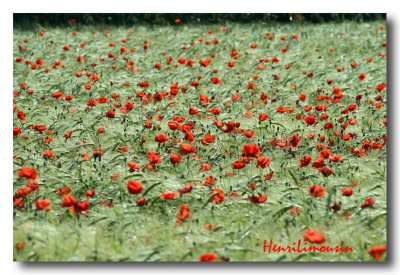 Coquelicots Onde rouge