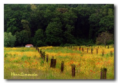 Coquelicots Ore du Bois