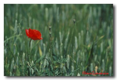 Coquelicots Rouge sur Vert