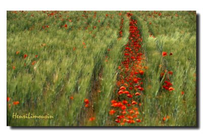 Coquelicots Coup de Vent