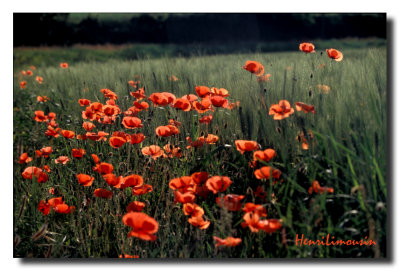 Coquelicots Transparence 02