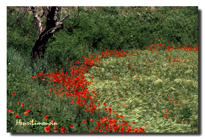 Coquelicots Courbe Rouge