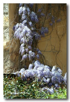 Glycine Joliette 2