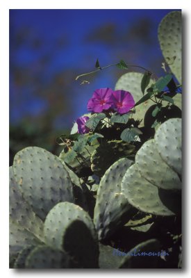 Liseron & Cactus