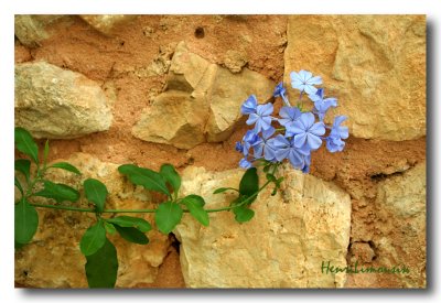 Plumbago