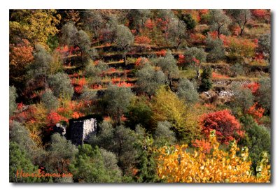 Balade d'Automne - Ramble in Autumn