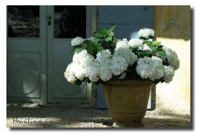 Hortensia blanc