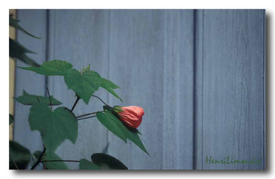 Fleur rouge sur porte bleue