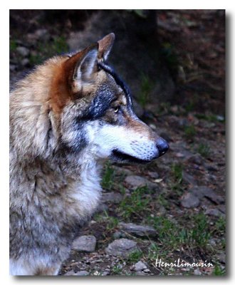Le Temps du Loup - Nov. 2007 - Wolf