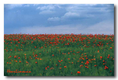 Coquelicots Horizon