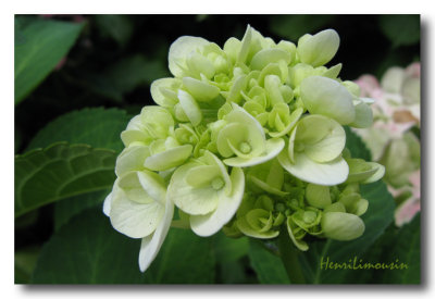 Hortensia Blanc