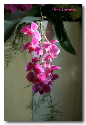 Orchide