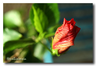 Hibiscus 04