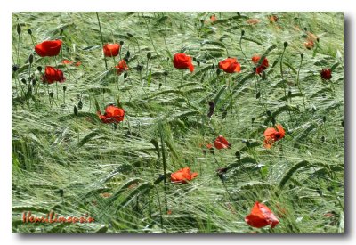 Coquelicots Frisson Rouge